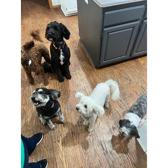 A group of small and medium dogs gathered on the wooden floor, looking up at the camera near a cabinet.