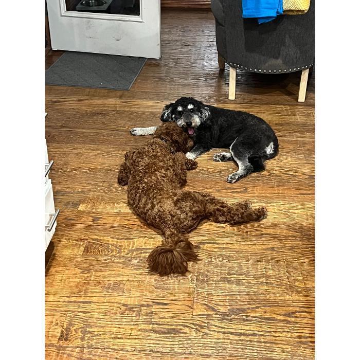 Brown doodle and black dog wrestling playfully on the wood-look floor.