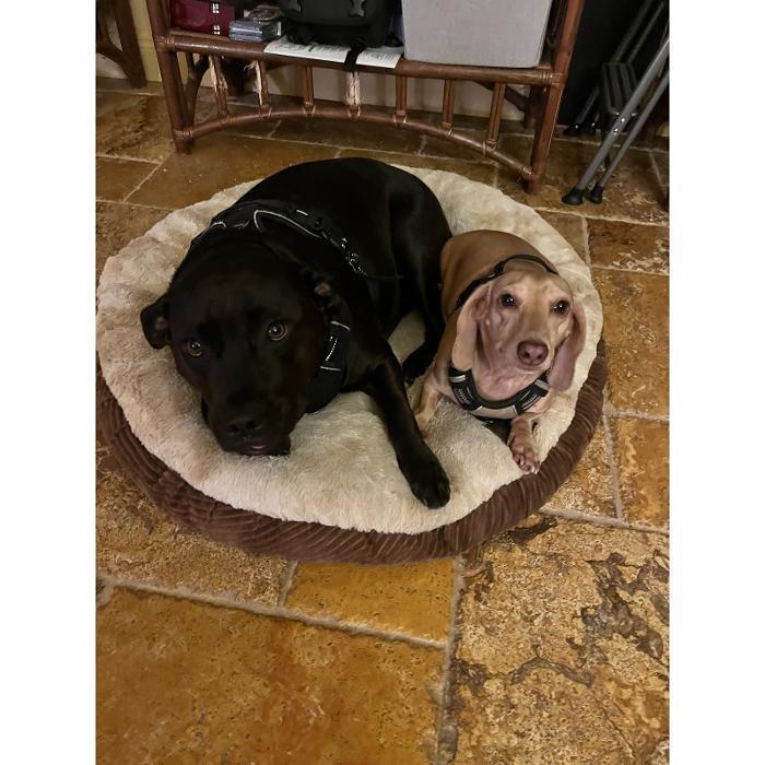 Two dogs cuddled together in a round dog bed on a tile floor, one black and one tan.
