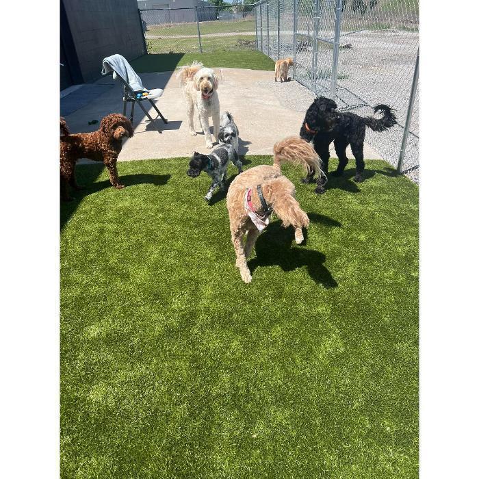 A tan curly-coated dog is standing in a grassy play yard near a building.