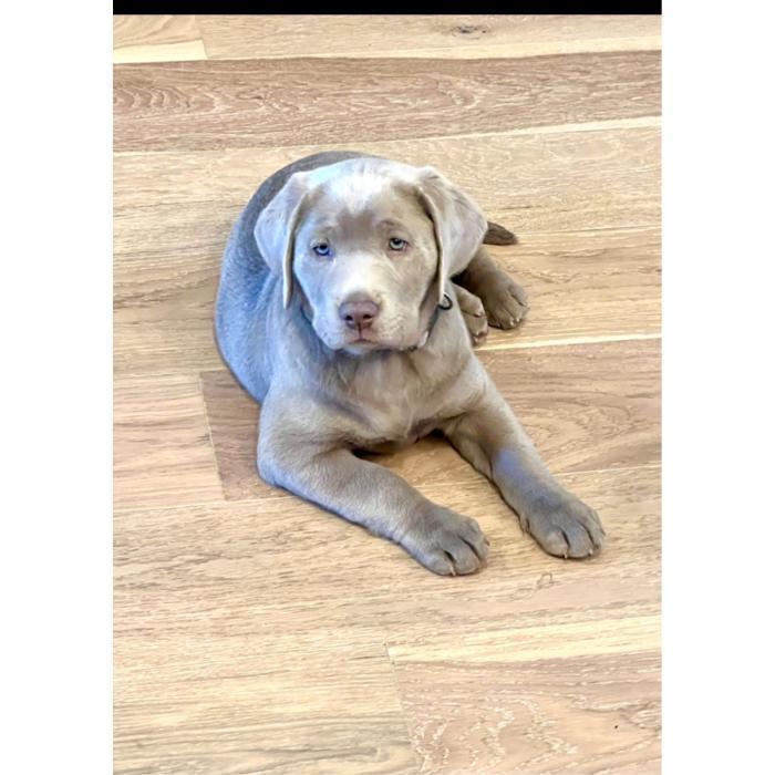 Silver-gray puppy lying on a wooden floor and looking up at the camera.