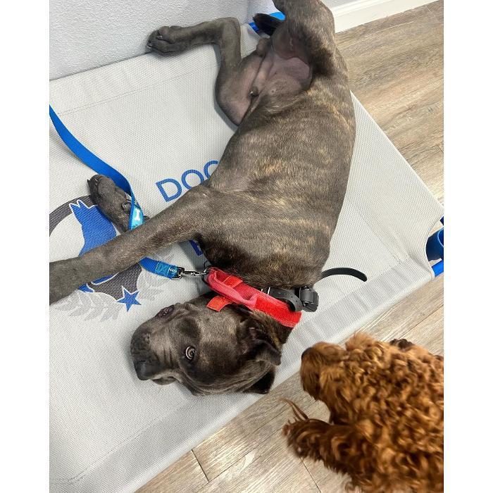 A small gray dog is resting on a blue elevated cot next to a curly brown dog during training.