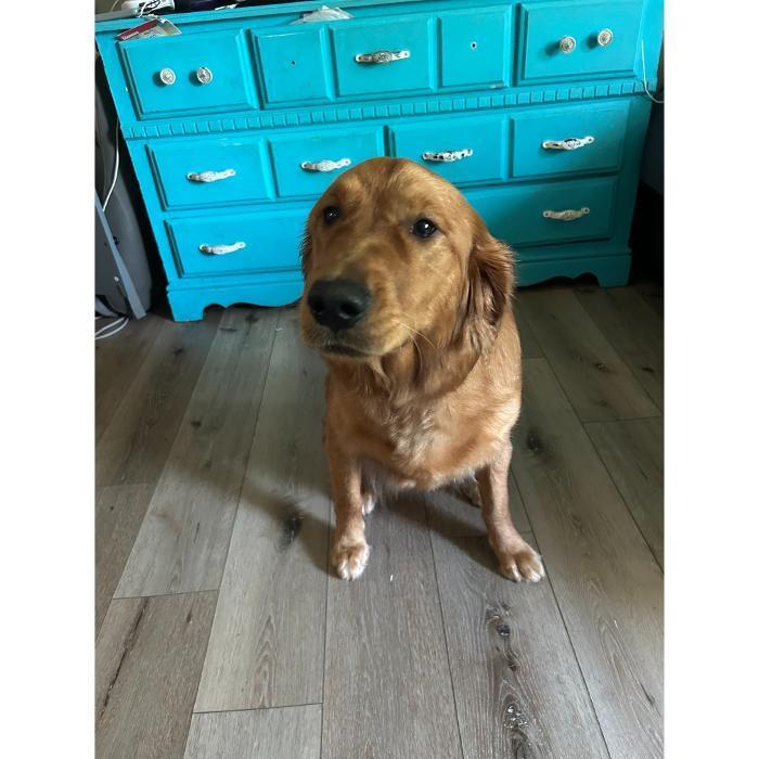 Golden-colored dog sitting on the floor in front of a bright turquoise dresser.