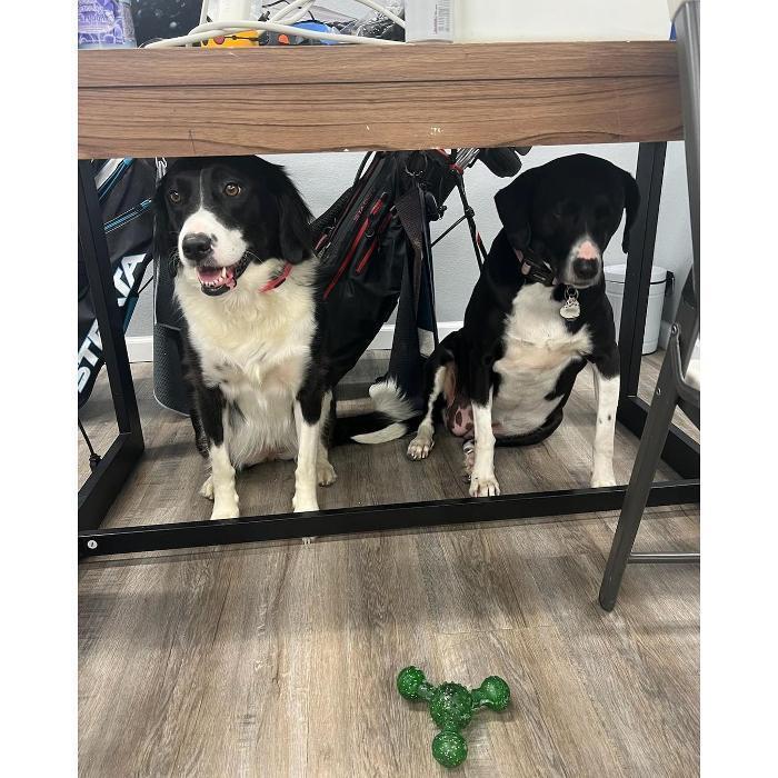 Three black-and-white dogs are sitting neatly under a wooden bench, ignoring a green toy lying on the floor in front of them.
