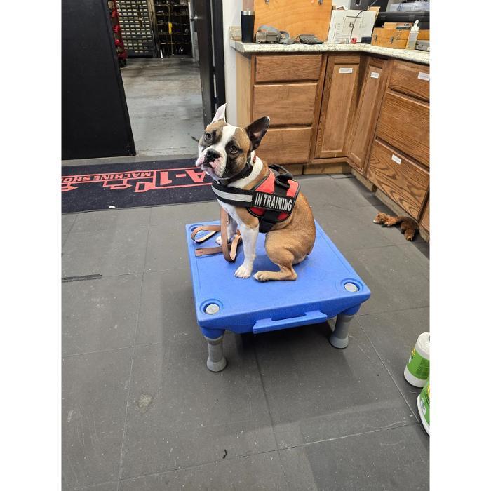 Small dog practicing a place command on a blue cot in a storage-style training area.