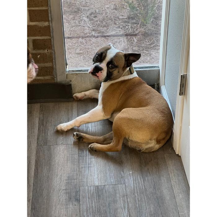 A tan-and-white dog lies relaxed on a wood-look floor near a wall.