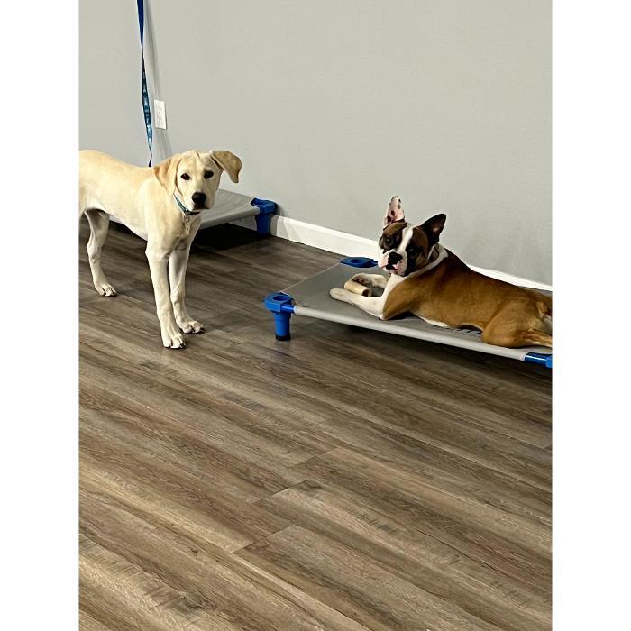 Two dogs are practicing a stay command on blue place cots along the wall of the training room.