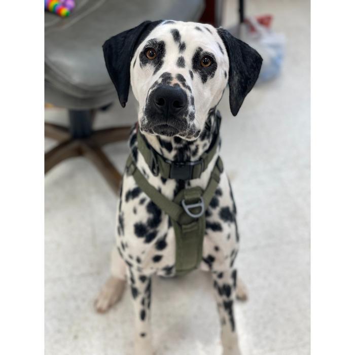 Smiling Dalmatian sitting on the floor, looking up at the camera with a happy, attentive expression.