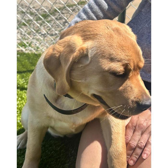 Close-up of a golden-colored dog’s face and shoulders next to a fence.