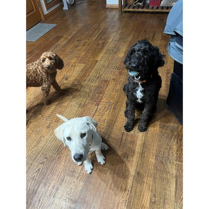 Three dogs—a white dog and two doodles—are sitting on a wooden floor and looking up at the camera.