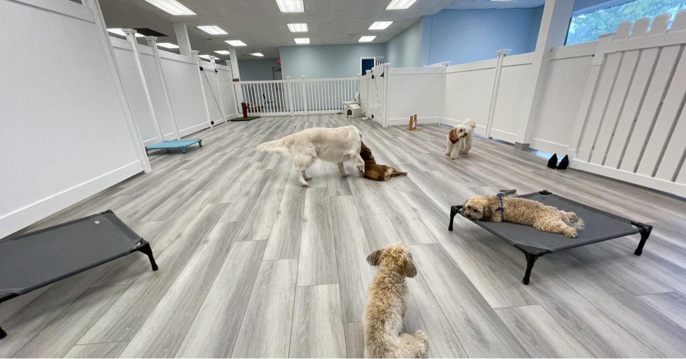 Dogs are relaxing and walking in a bright indoor training hallway with ramps and platforms.