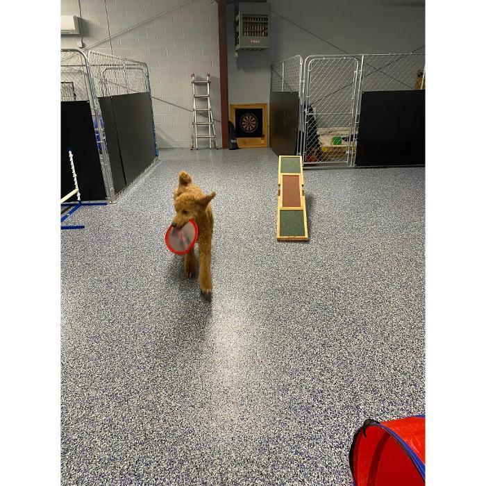 A tiny dog is trotting across a speckled indoor floor in the training facility.