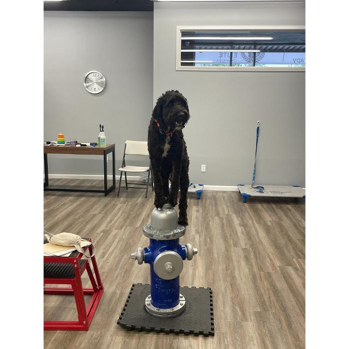 Black-and-white dog standing on a blue balance disc on top of a platform during training.