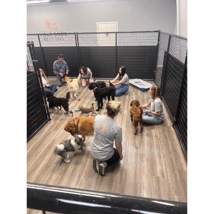 Indoor training room with multiple staff members working with a group of dogs on a wood-look floor.