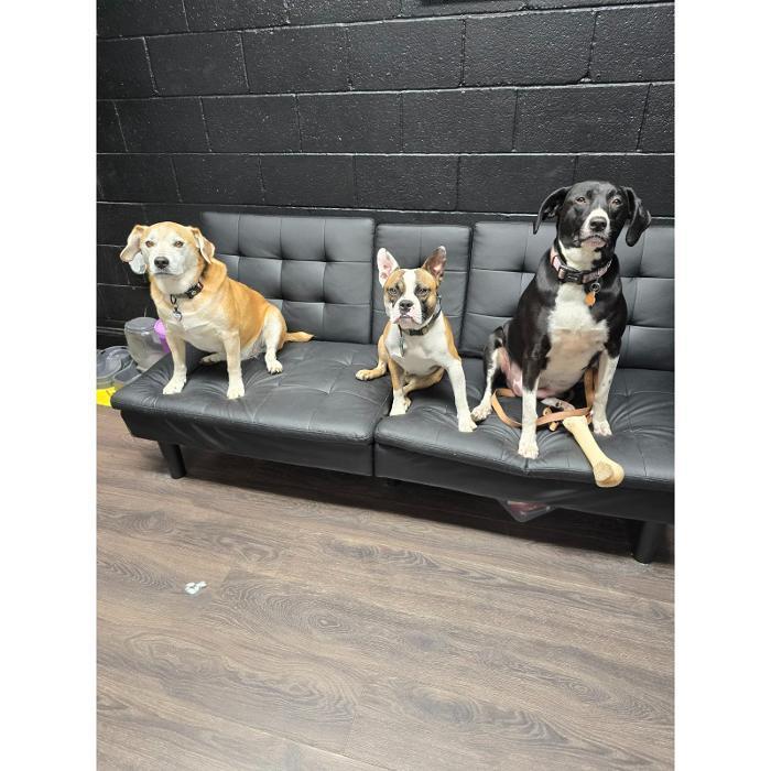Three dogs are sitting politely on a raised platform against a black wall in the training room.