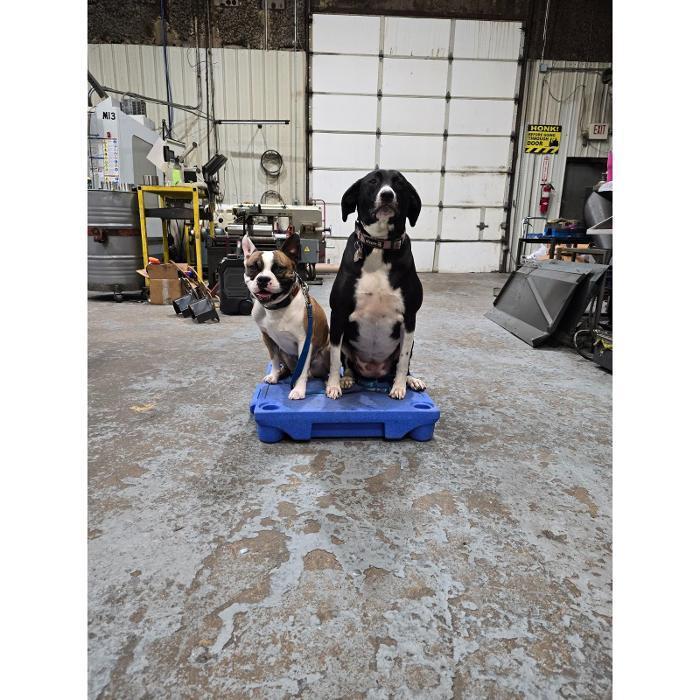 A group of dogs sharing a blue elevated cot in an ample warehouse-style training space.