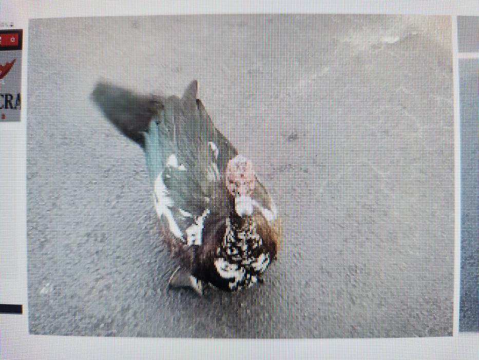 Estridge Deck and Patio LLC Image