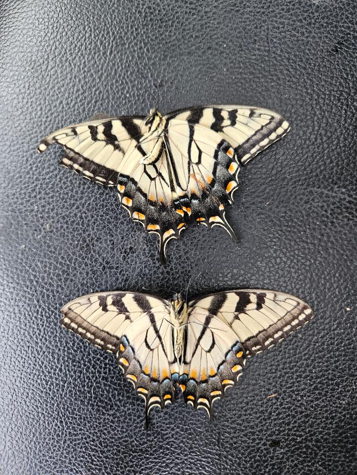 Estridge Deck and Patio LLC Image