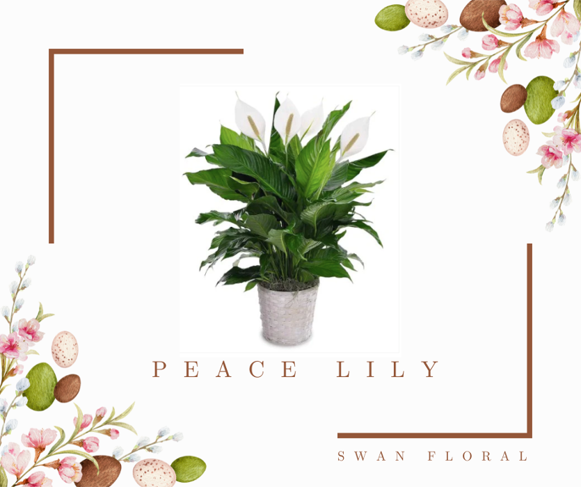 Swan Floral & Gift Shop - Erlanger, KY