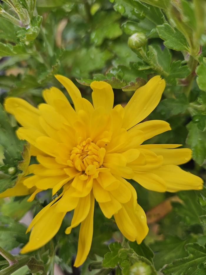 Swan Floral & Gift Shop - Erlanger, KY