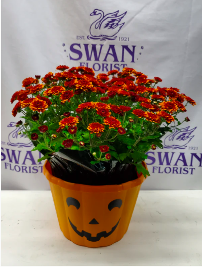 Swan Floral & Gift Shop - Erlanger, KY