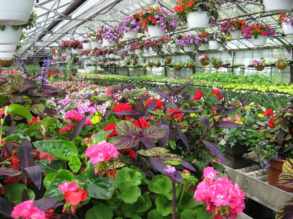 Swan Floral & Gift Shop - Erlanger, KY