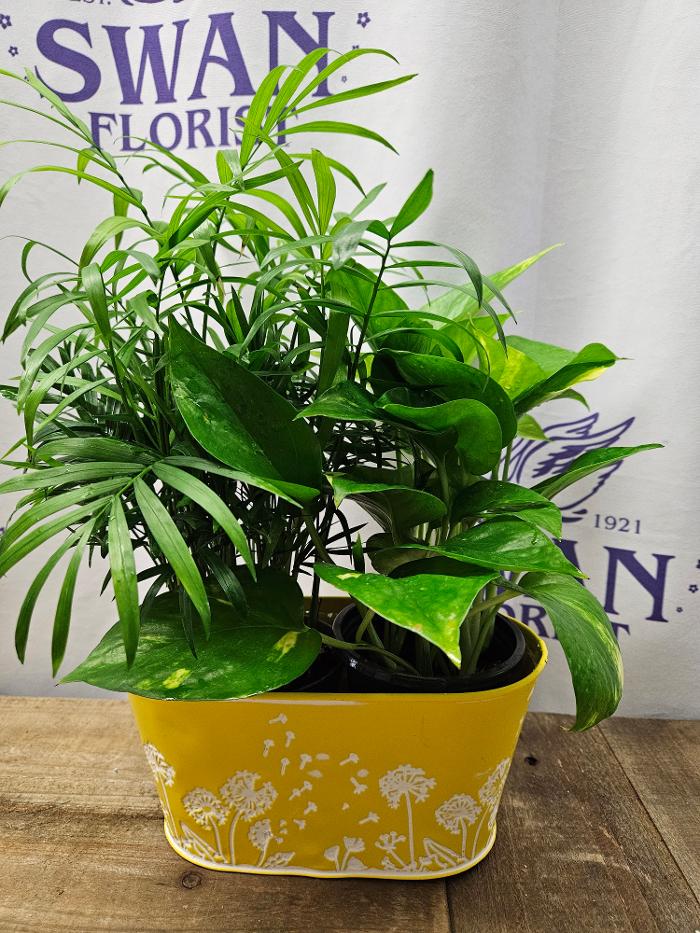 Swan Floral & Gift Shop - Erlanger, KY