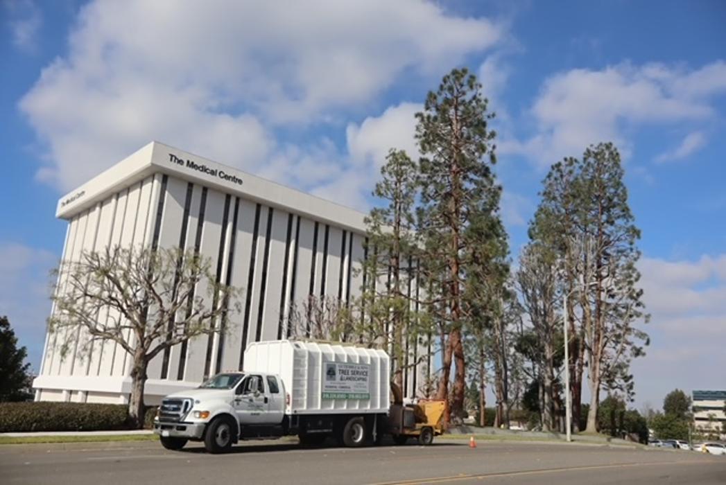 Gutierrez & Sons Tree Services and Landscaping Image