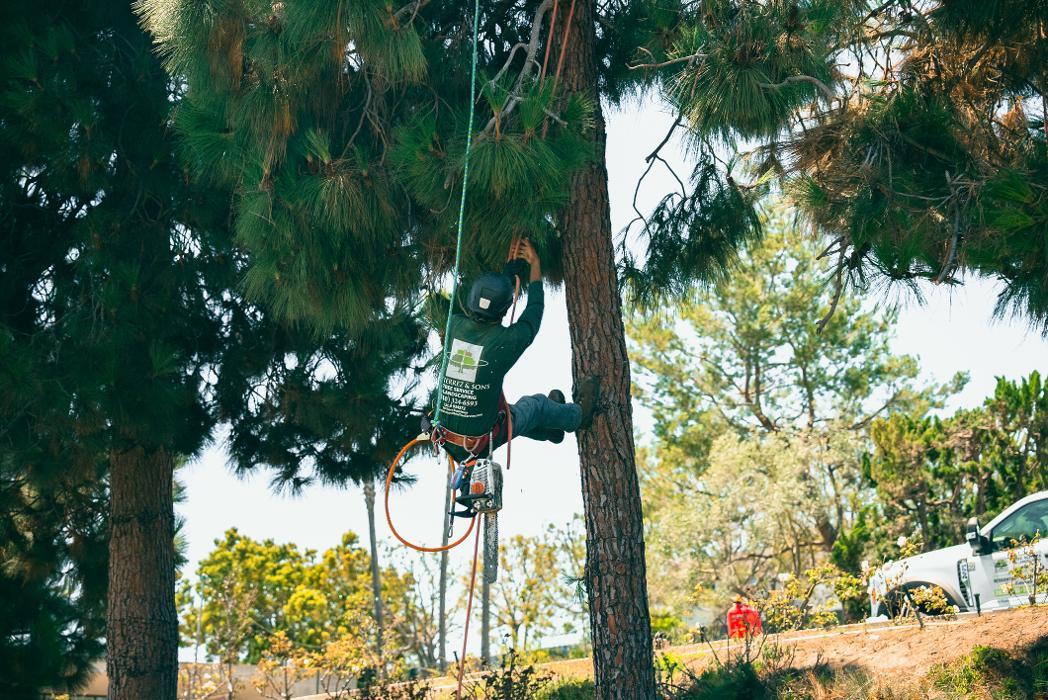 Gutierrez & Sons Tree Services and Landscaping Image