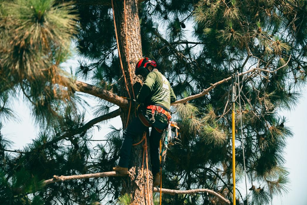 Gutierrez & Sons Tree Services and Landscaping Image