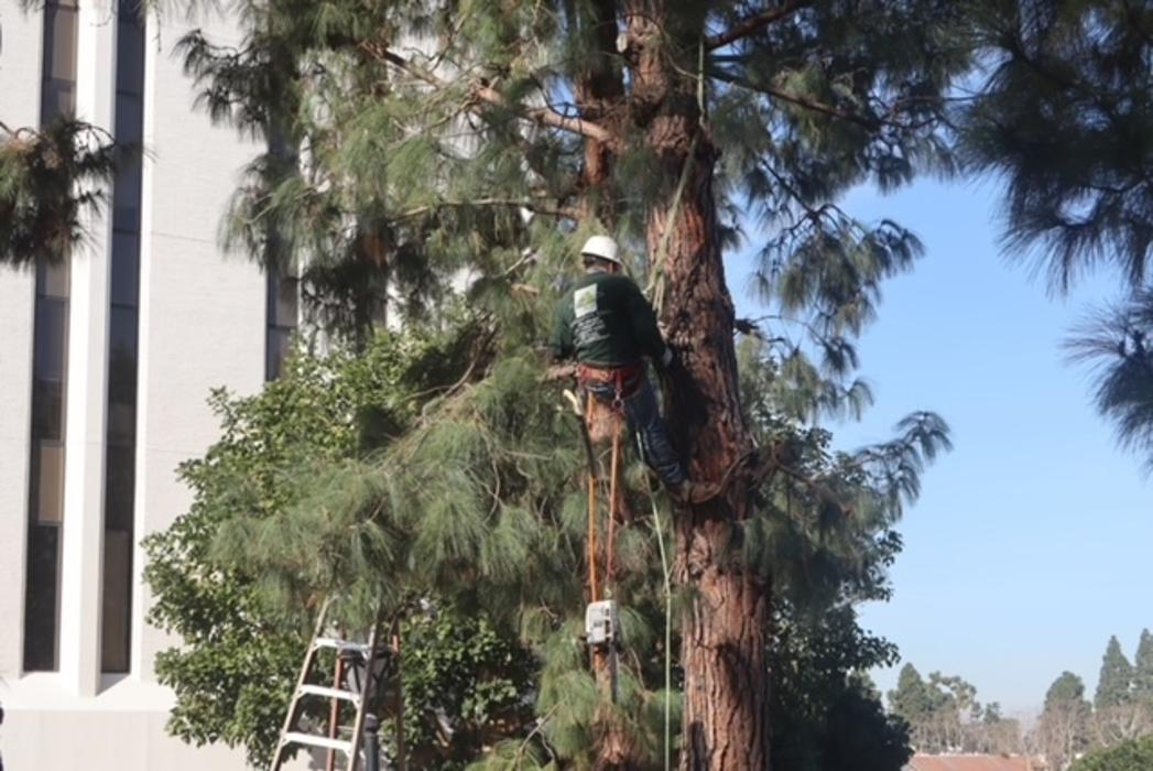 Gutierrez & Sons Tree Services and Landscaping Image