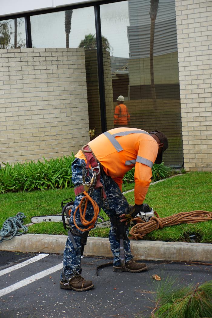 Gutierrez & Sons Tree Services and Landscaping Image