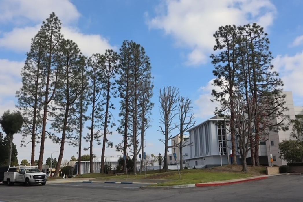 Gutierrez & Sons Tree Services and Landscaping Image