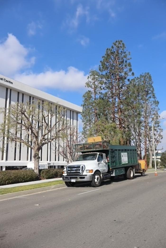 Gutierrez & Sons Tree Services and Landscaping Image