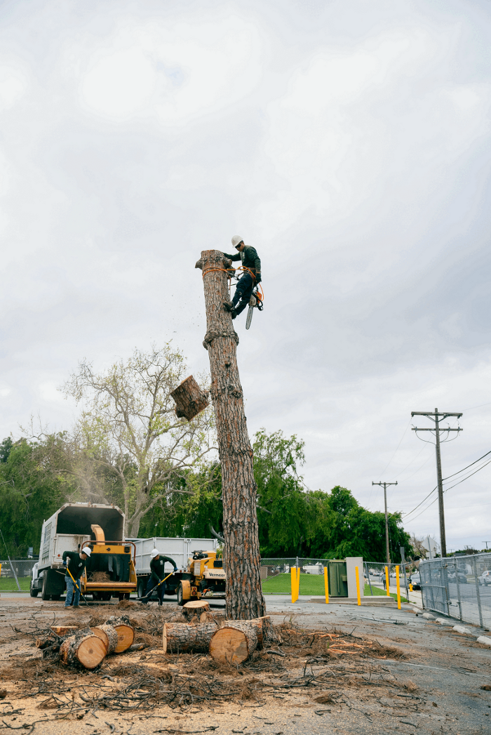 Gutierrez & Sons Tree Services and Landscaping Image