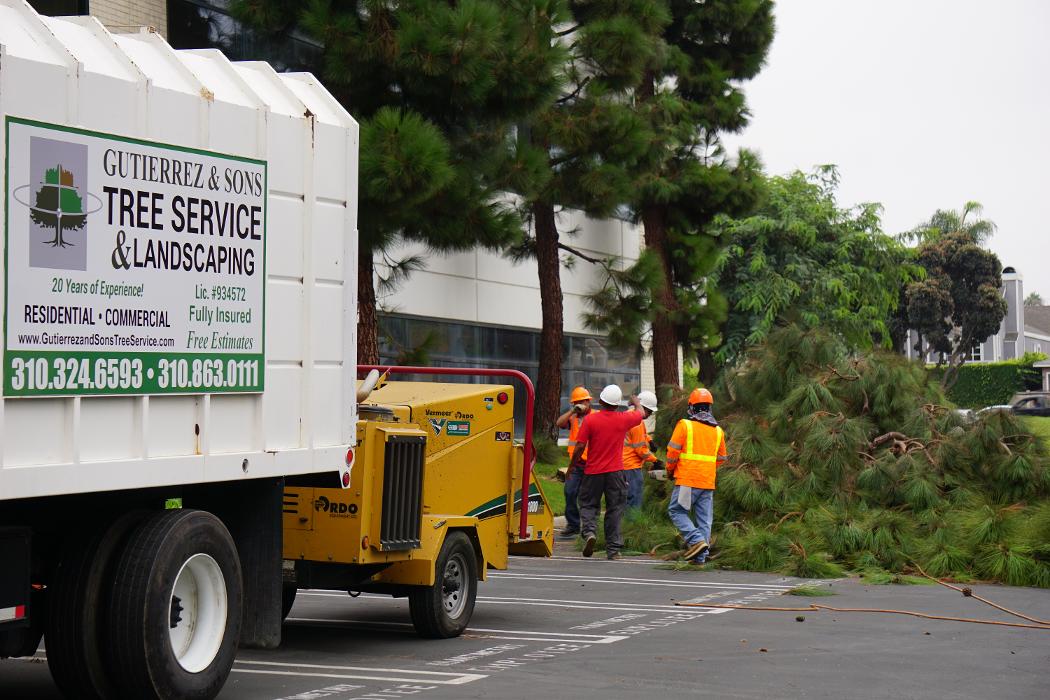 Gutierrez & Sons Tree Services and Landscaping Image