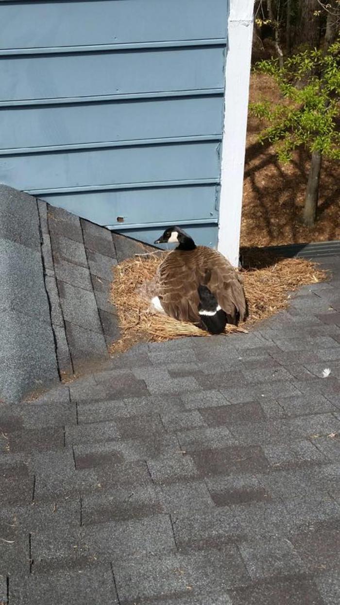 Atlanta Roofing Specialists Image