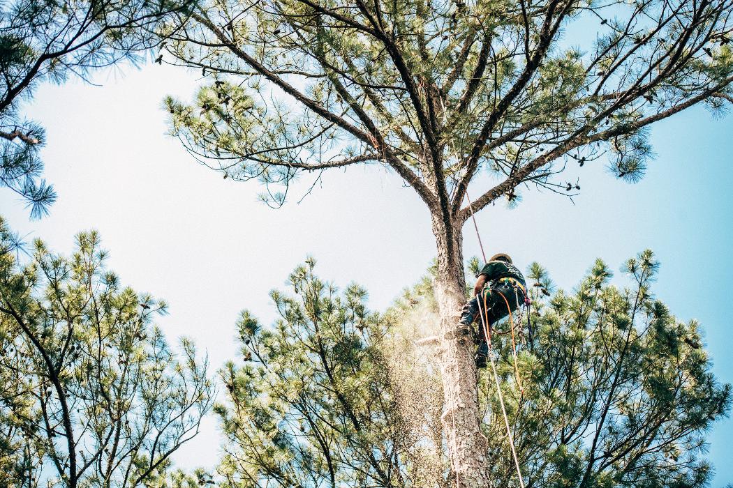 Top Tier Trees Image