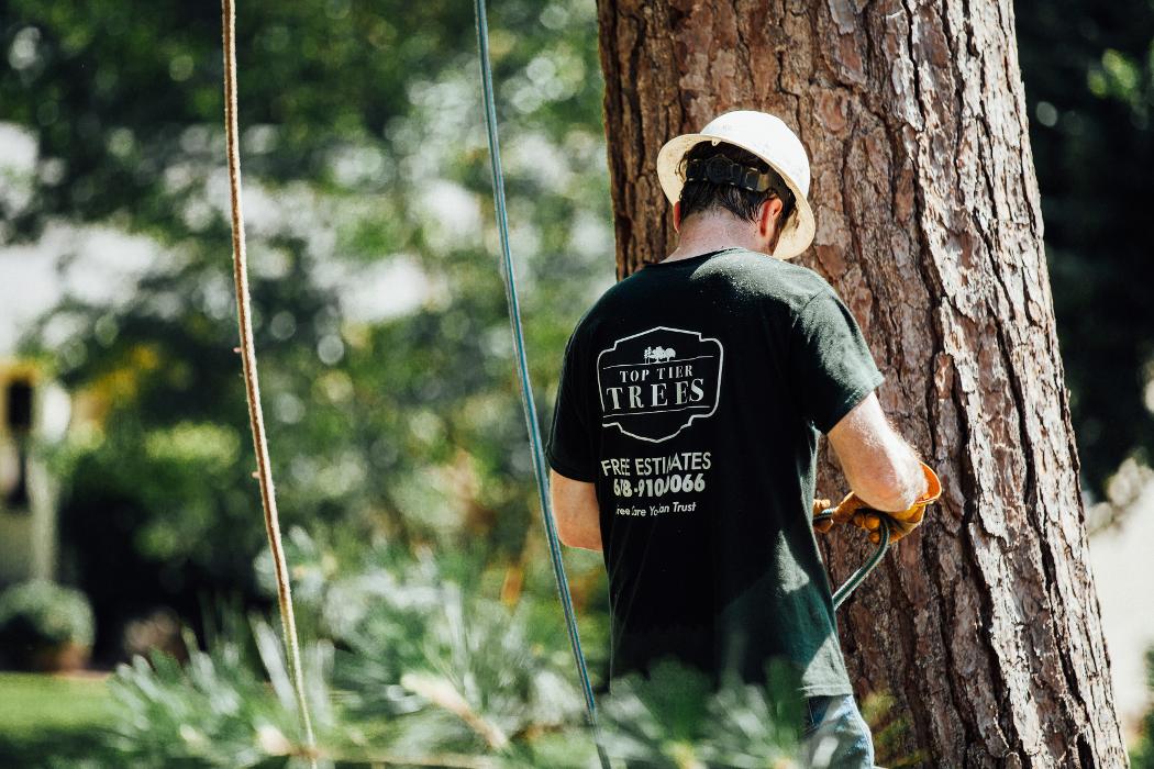 Top Tier Trees Image