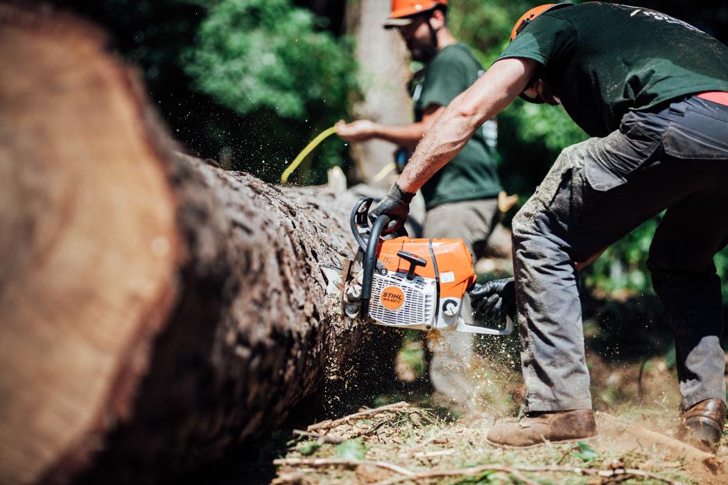 Top Tier Trees Image