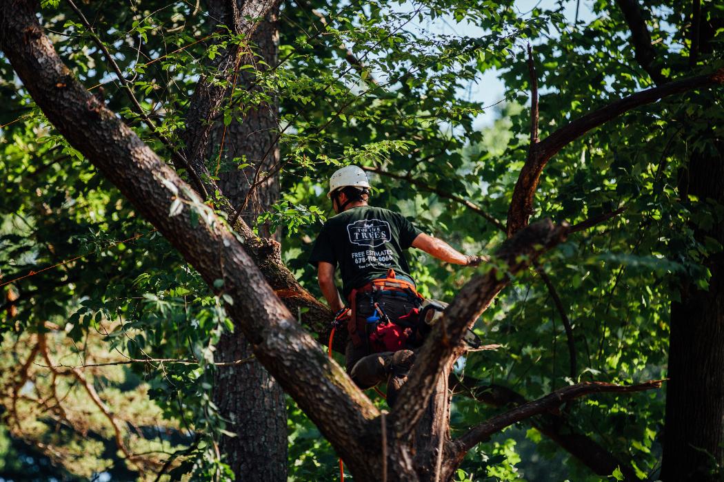 Top Tier Trees Image