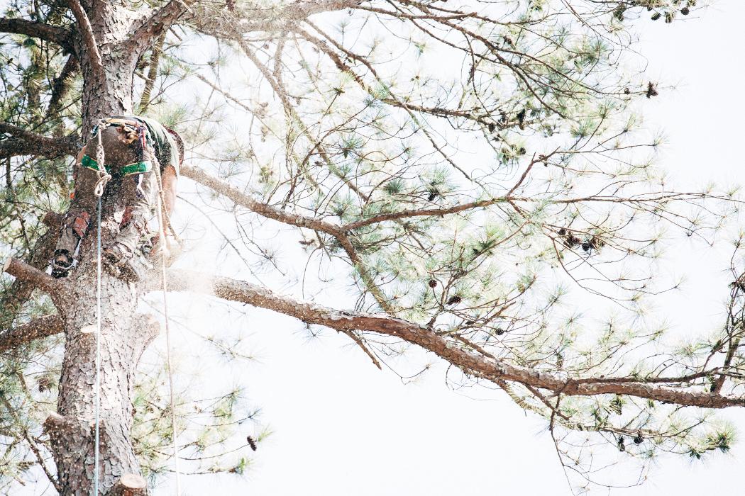 Top Tier Trees Image