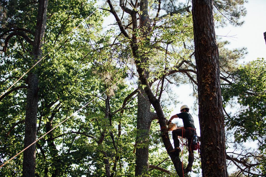 Top Tier Trees Image