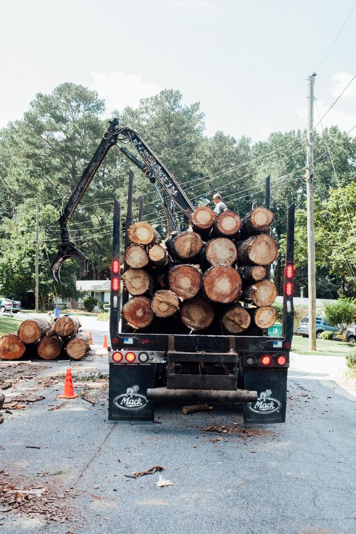 Top Tier Trees Image