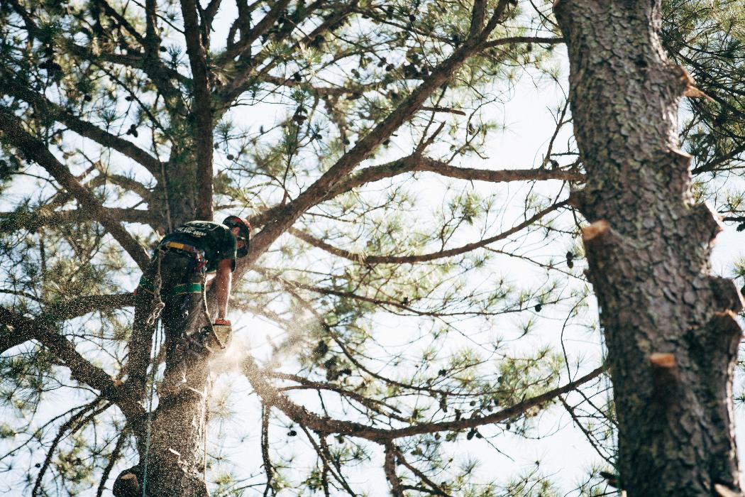 Top Tier Trees Image