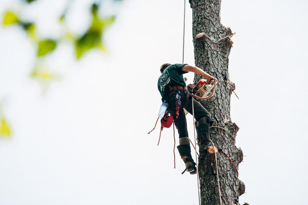 Top Tier Trees Image