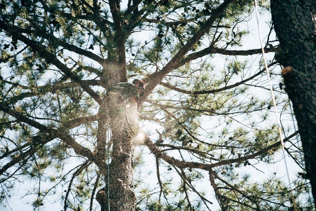 Top Tier Trees Image