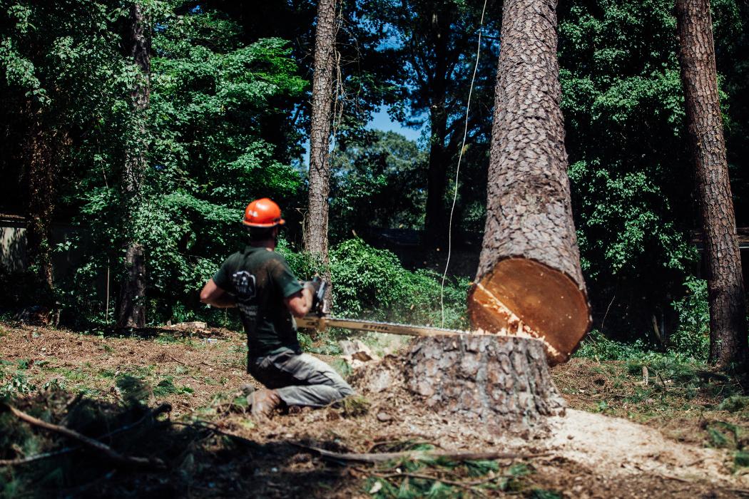 Top Tier Trees Image