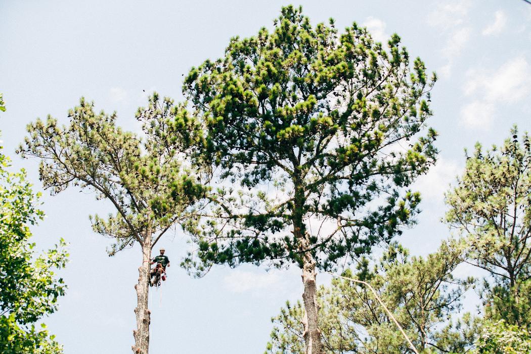 Top Tier Trees Image