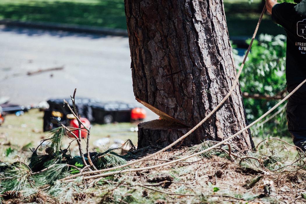 Top Tier Trees Image